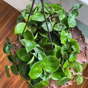 Hoya Chelsea in 8 inch Full Basket